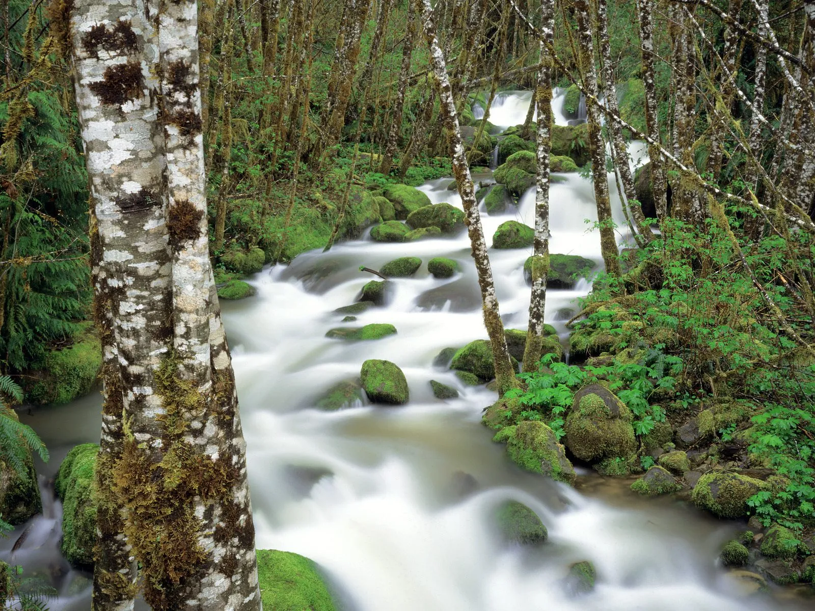A blurred stream flows through a lush green forest with moss-covered rocks and trees.
