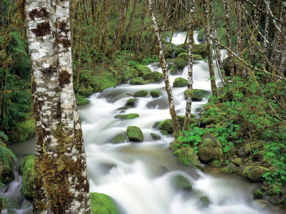 A blurred stream flows through a lush green forest with moss-covered rocks and trees.