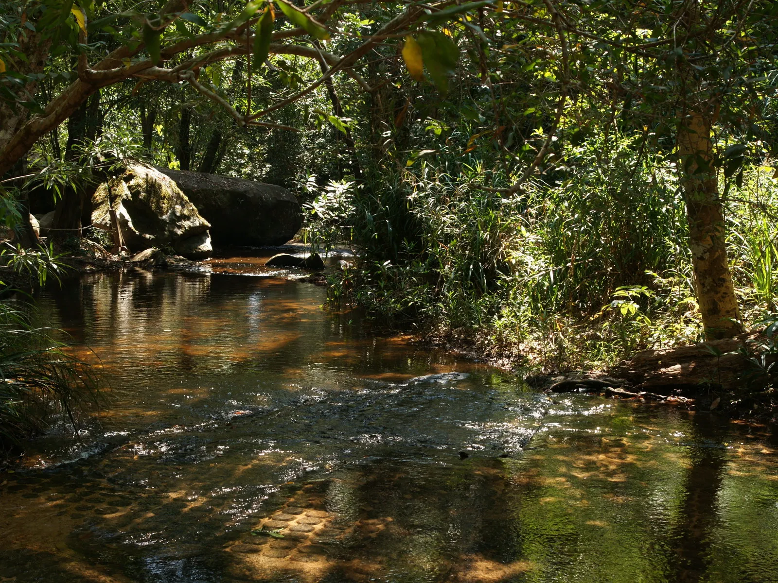 A shallow forest stream with sunlight filtering through the trees, illuminating the water and rocks.