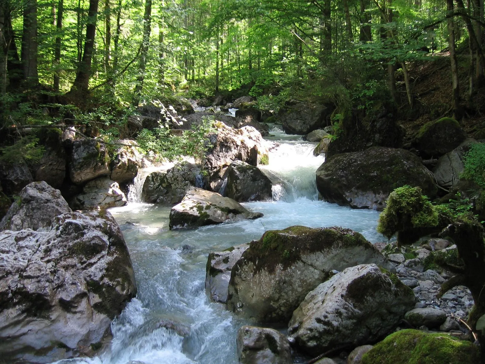 A clear blue stream flows over rocks in a lush green forest, with sunlight dappling the water and trees.