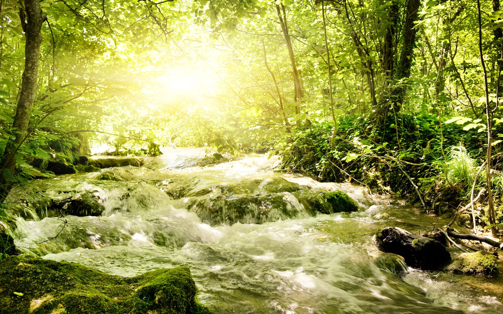A sun-drenched forest stream cascades over mossy rocks, with sunlight filtering through the dense green foliage.