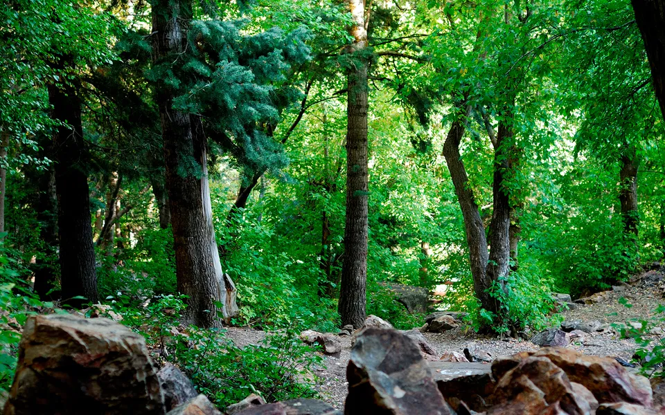 A sun-dappled forest floor with large rocks in the foreground and dense green trees.