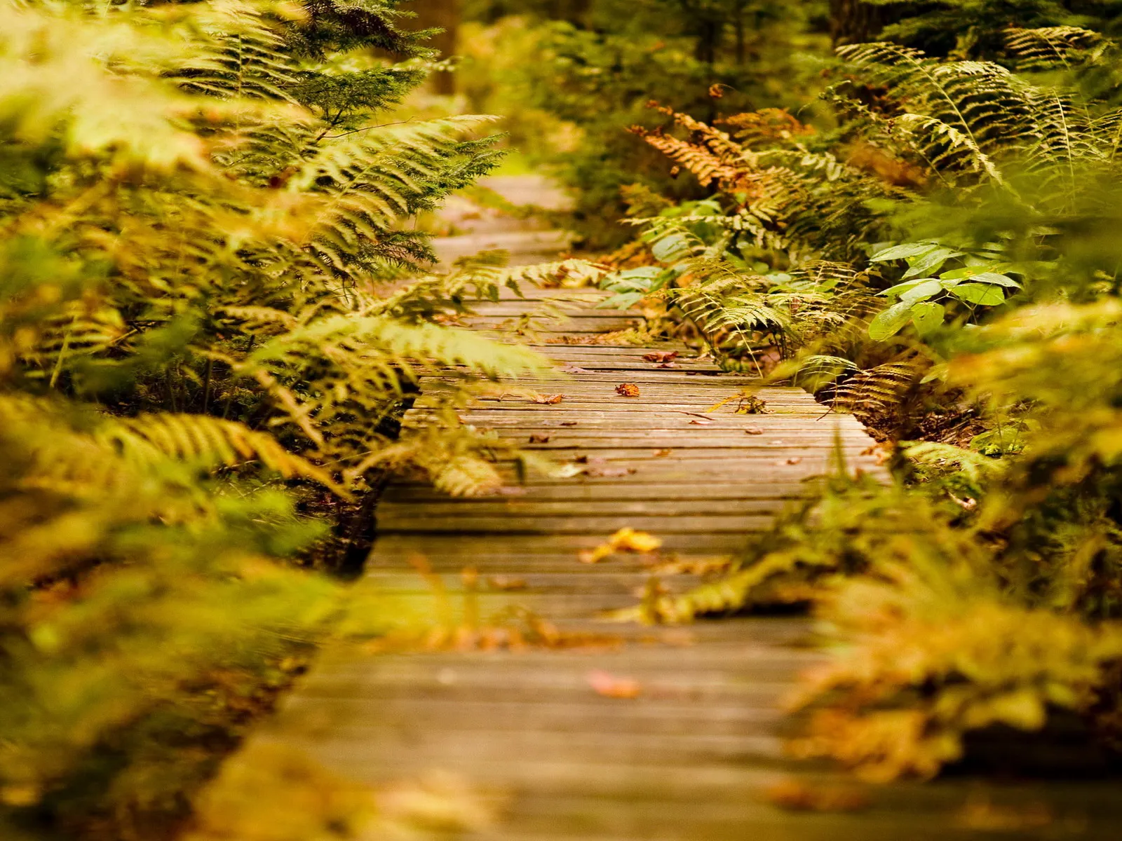 A wooden boardwalk winds through a forest filled with lush green and golden ferns.