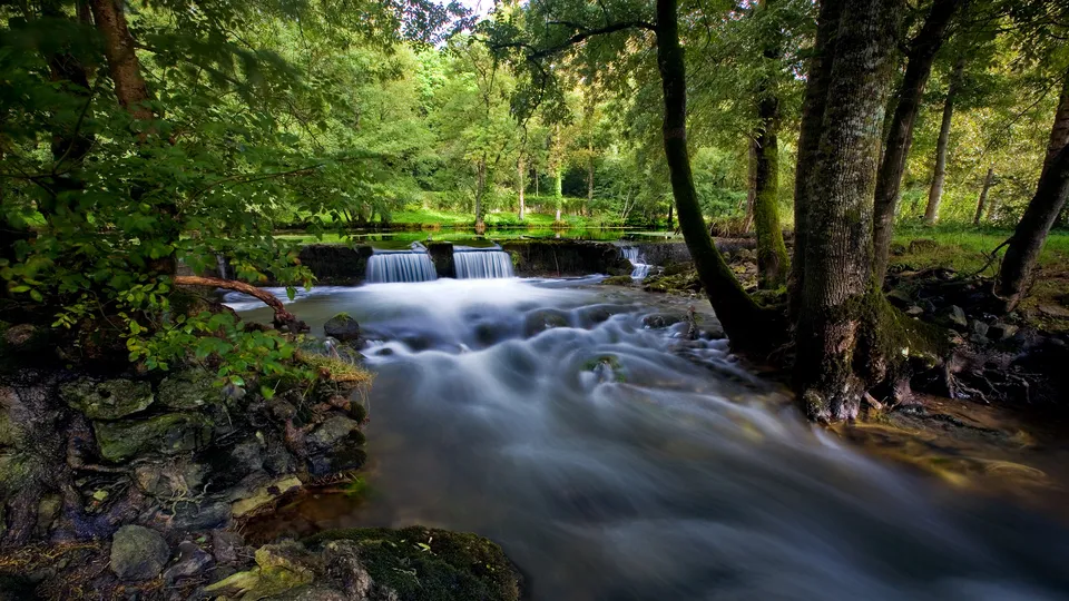 A gentle waterfall cascades over rocks in a lush green forest with trees lining the banks.