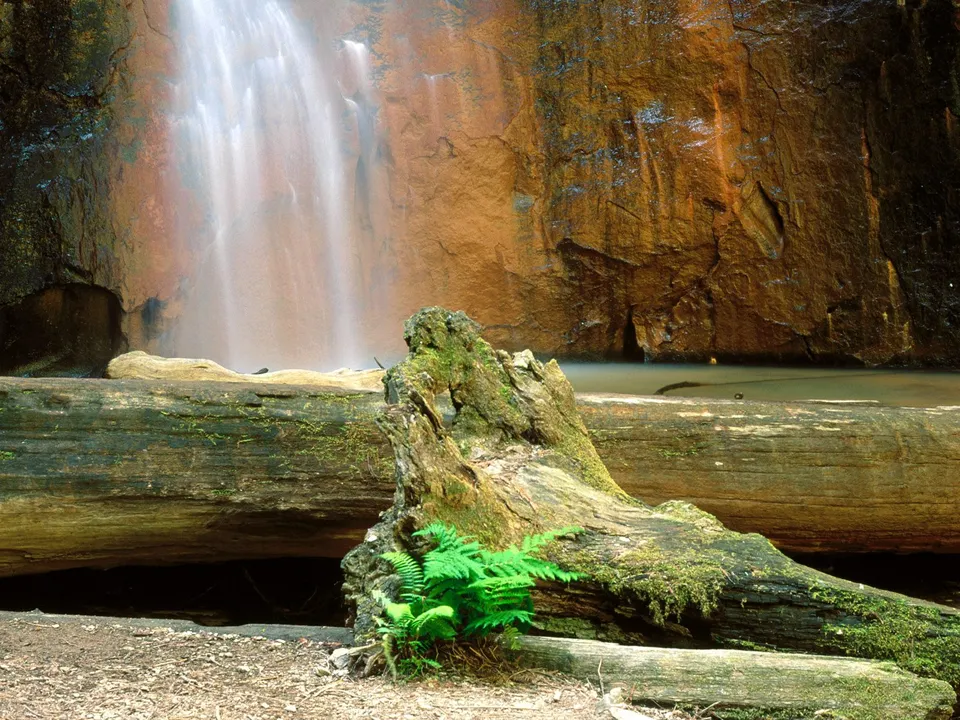 A waterfall cascades down a rocky cliff face, framed by moss-covered logs and lush green ferns.