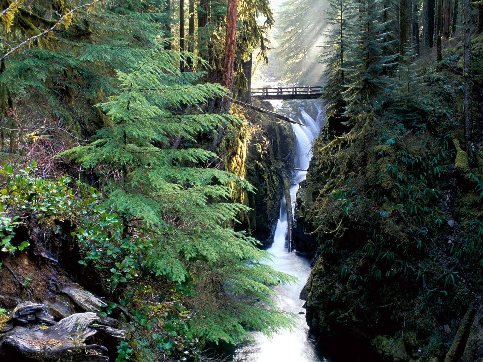 A wooden bridge spans over a cascading waterfall in a dense, moss-covered forest with sunbeams filtering through the trees.