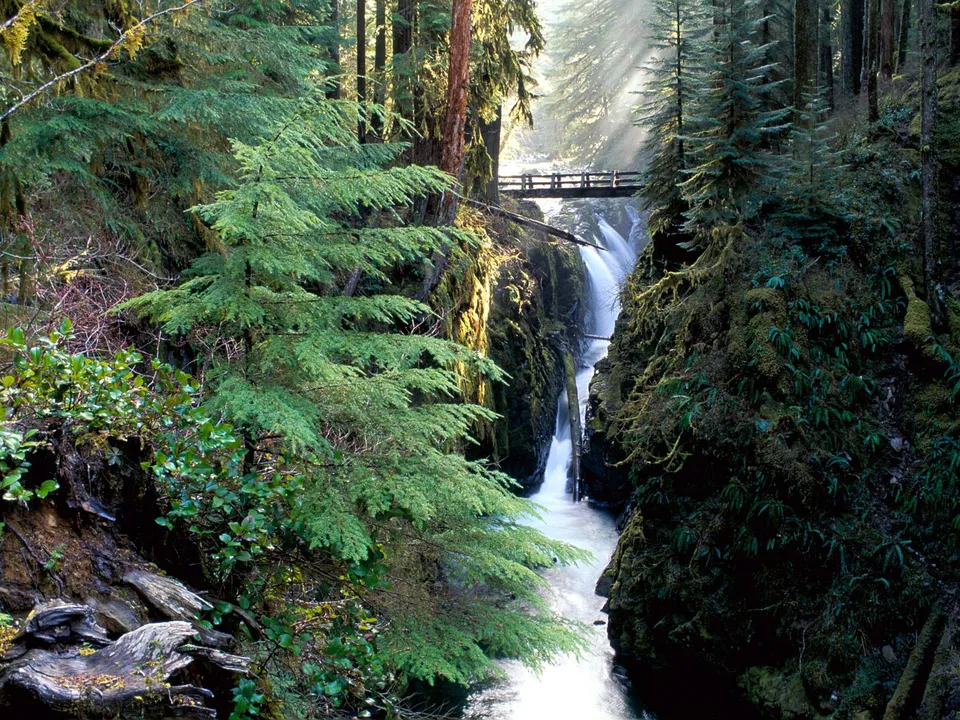 A wooden bridge spans over a cascading waterfall in a dense, moss-covered forest with sunbeams filtering through the trees.