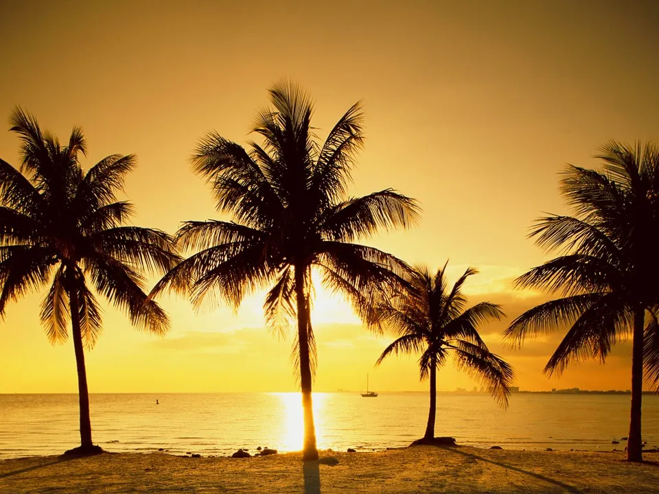 Silhouetted palm trees against a golden sunset sky with calm ocean waters.