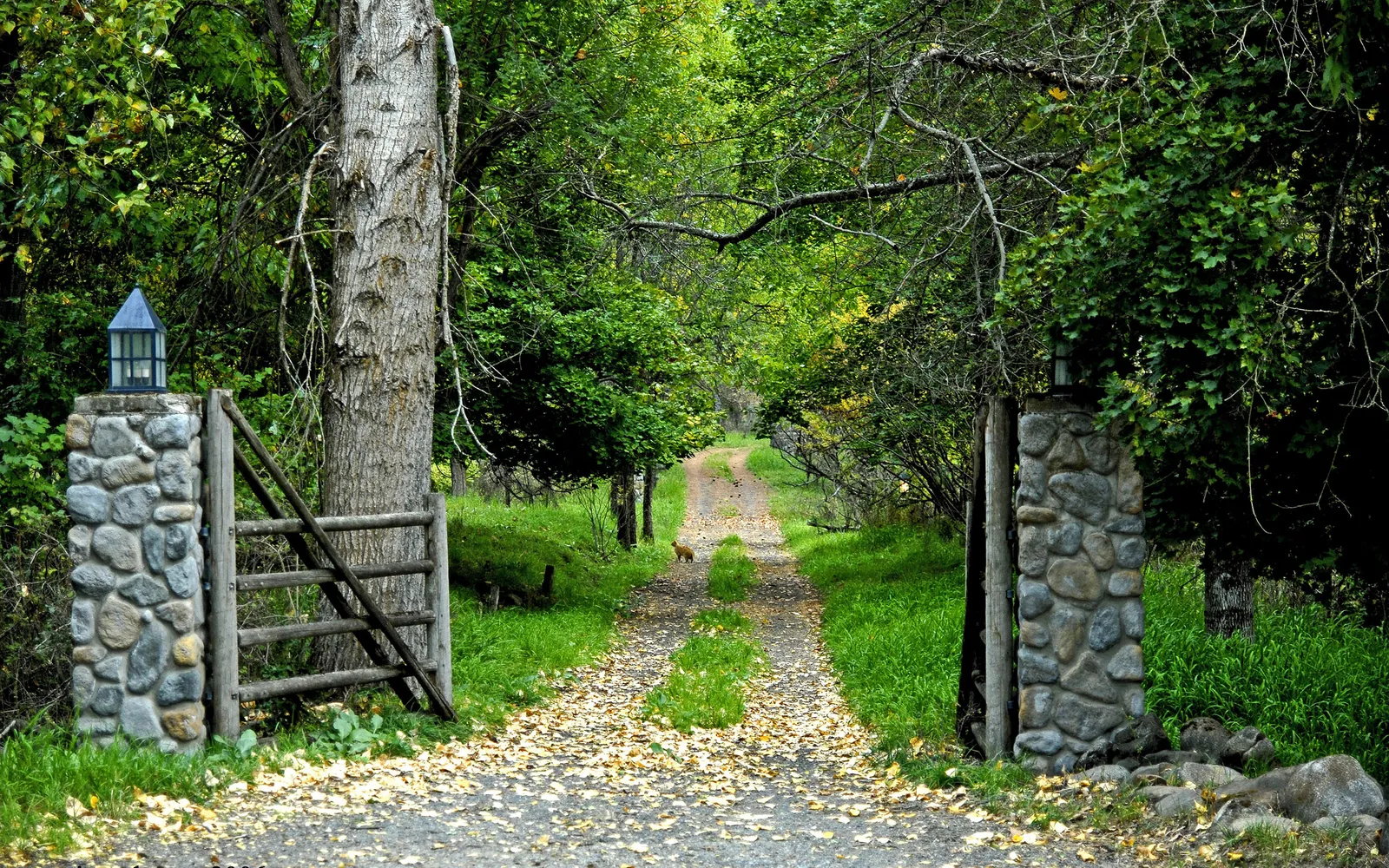 A small fox stands on a gravel path lined with trees and fallen leaves.