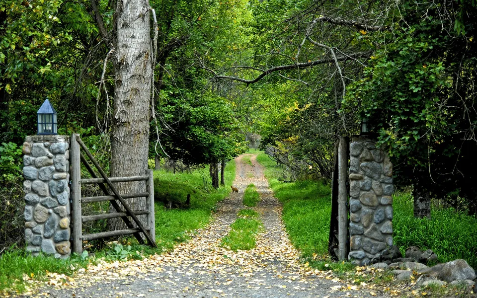 A small fox stands on a gravel path lined with trees and fallen leaves.