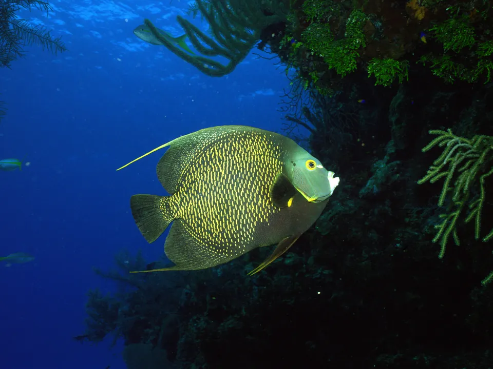 A French Angelfish with yellow spots swims in blue water near a dark coral reef.