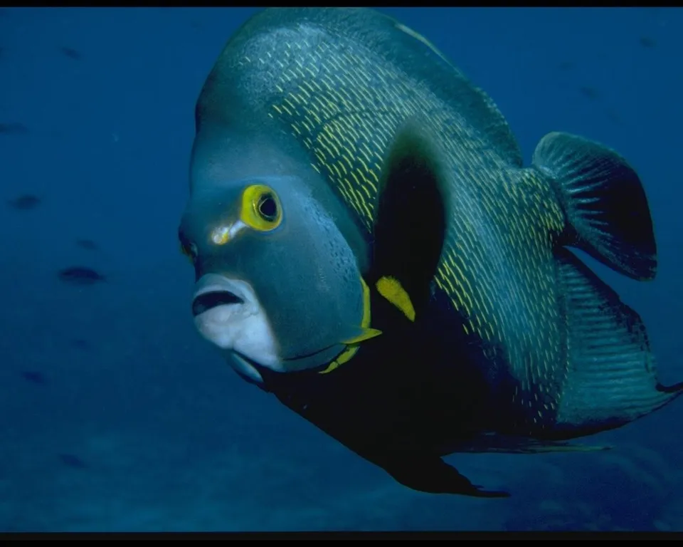A French Angelfish with yellow markings swims in the deep blue ocean.