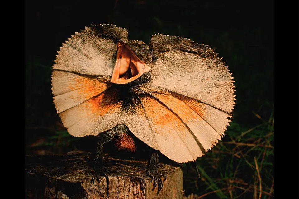A frilled lizard stands on a log, displaying its large neck frill and open mouth.