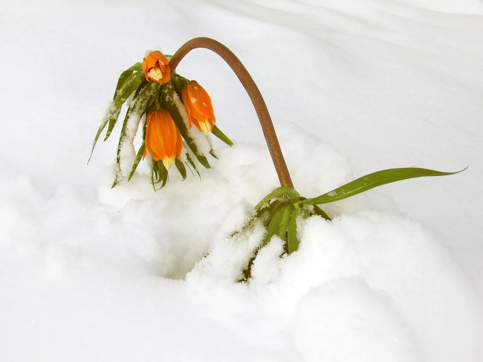 Orange fritillaria flowers with green leaves covered in snow, emerging from a blanket of white snow.