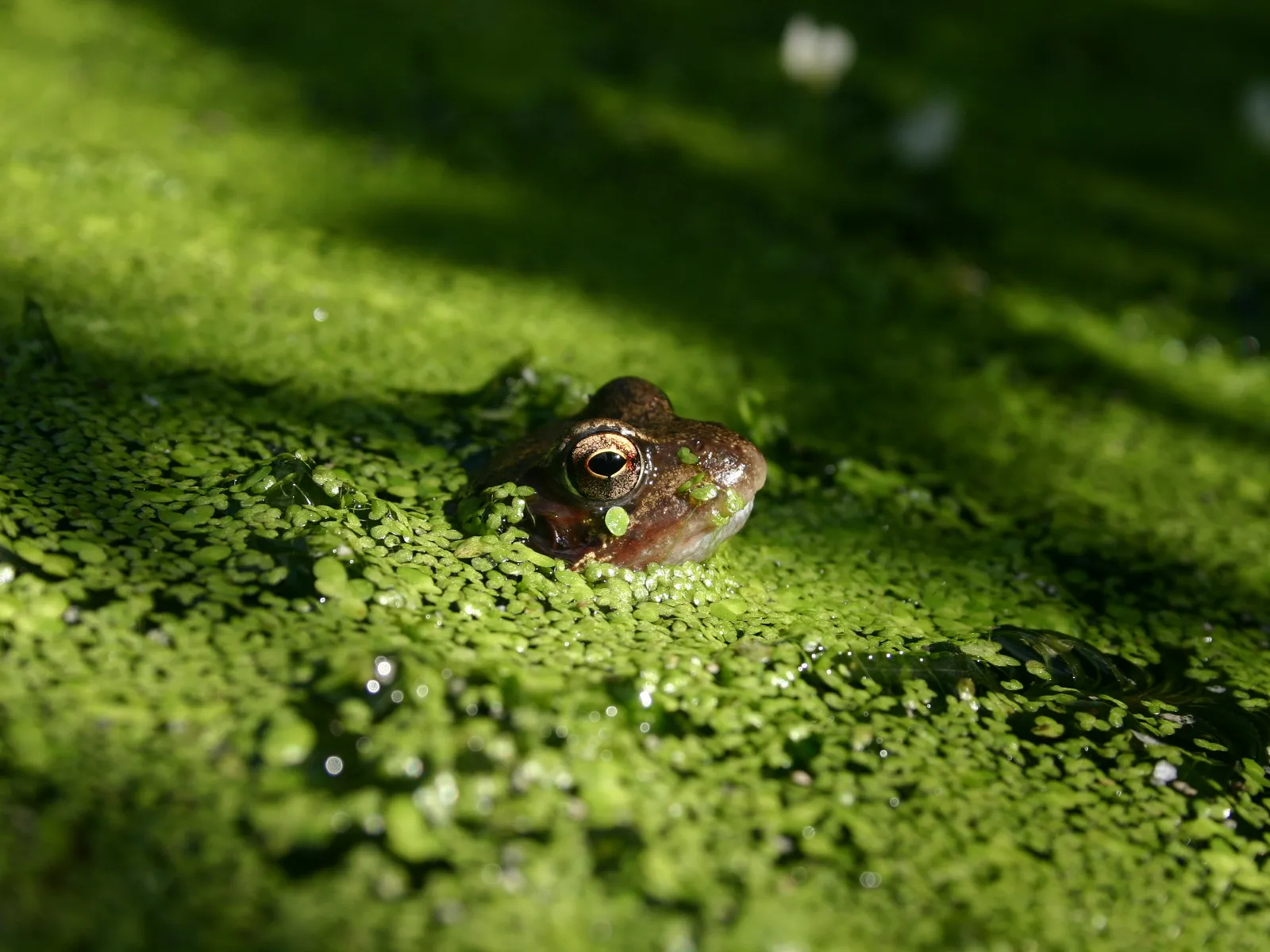 A frog's head and eye are visible above a dense covering of green duckweed on a pond.