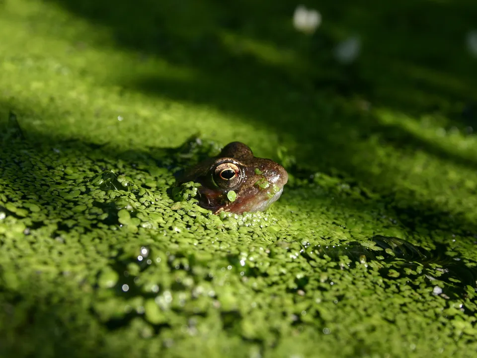 A frog's head and eye are visible above a dense covering of green duckweed on a pond.