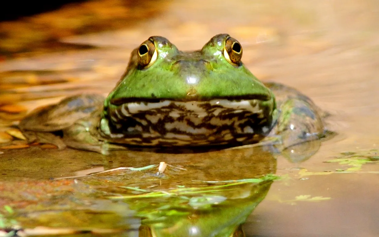 A close-up of a green frog with large golden eyes, partially submerged in murky water.