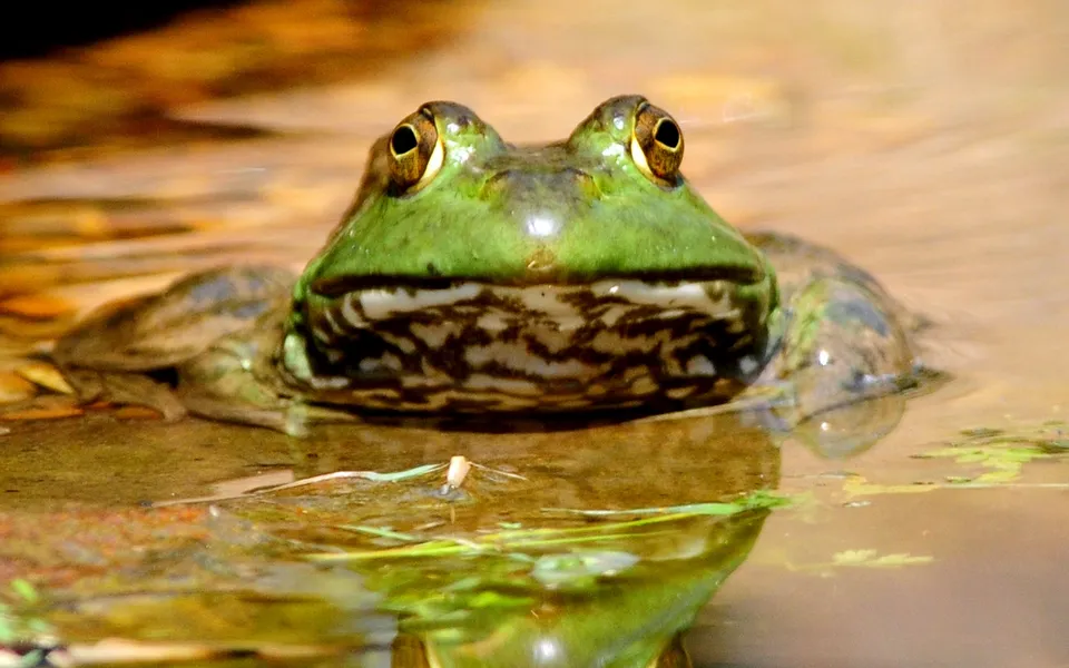 A close-up of a green frog with large golden eyes, partially submerged in murky water.