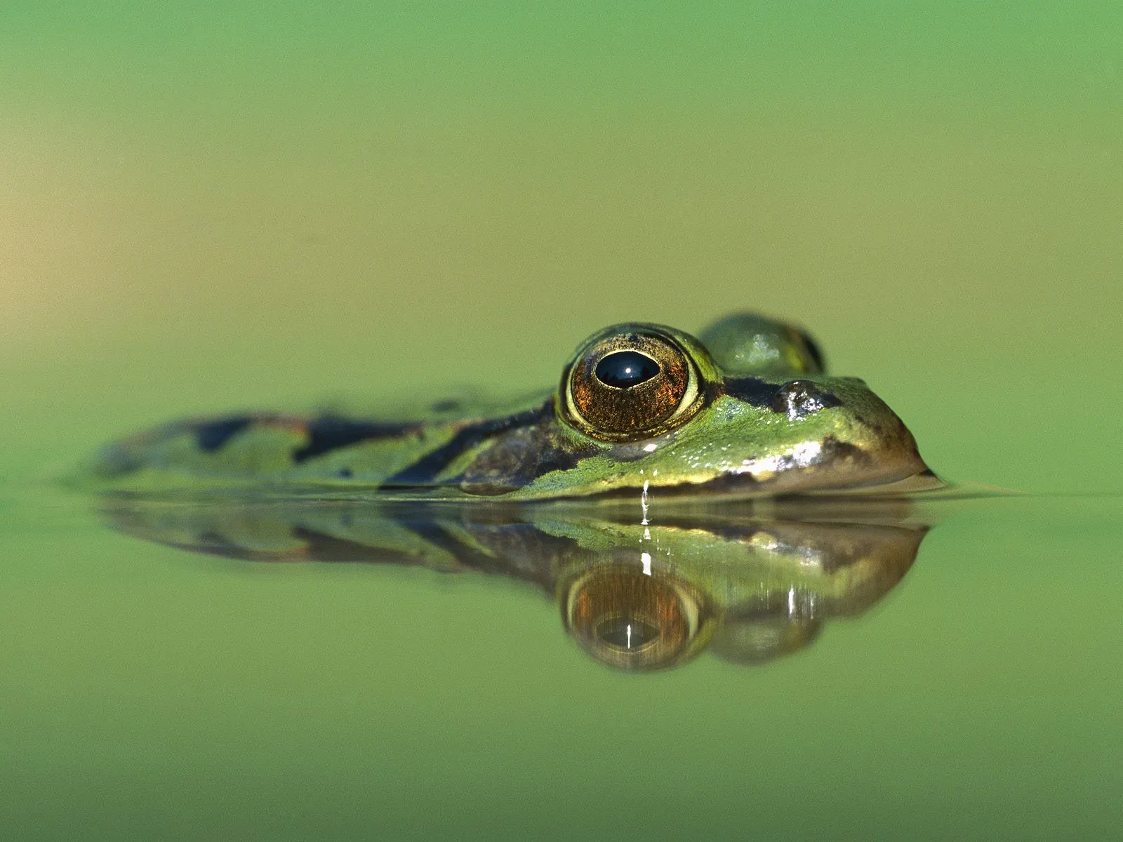 A green frog with large eyes emerges from calm water, its reflection visible below.