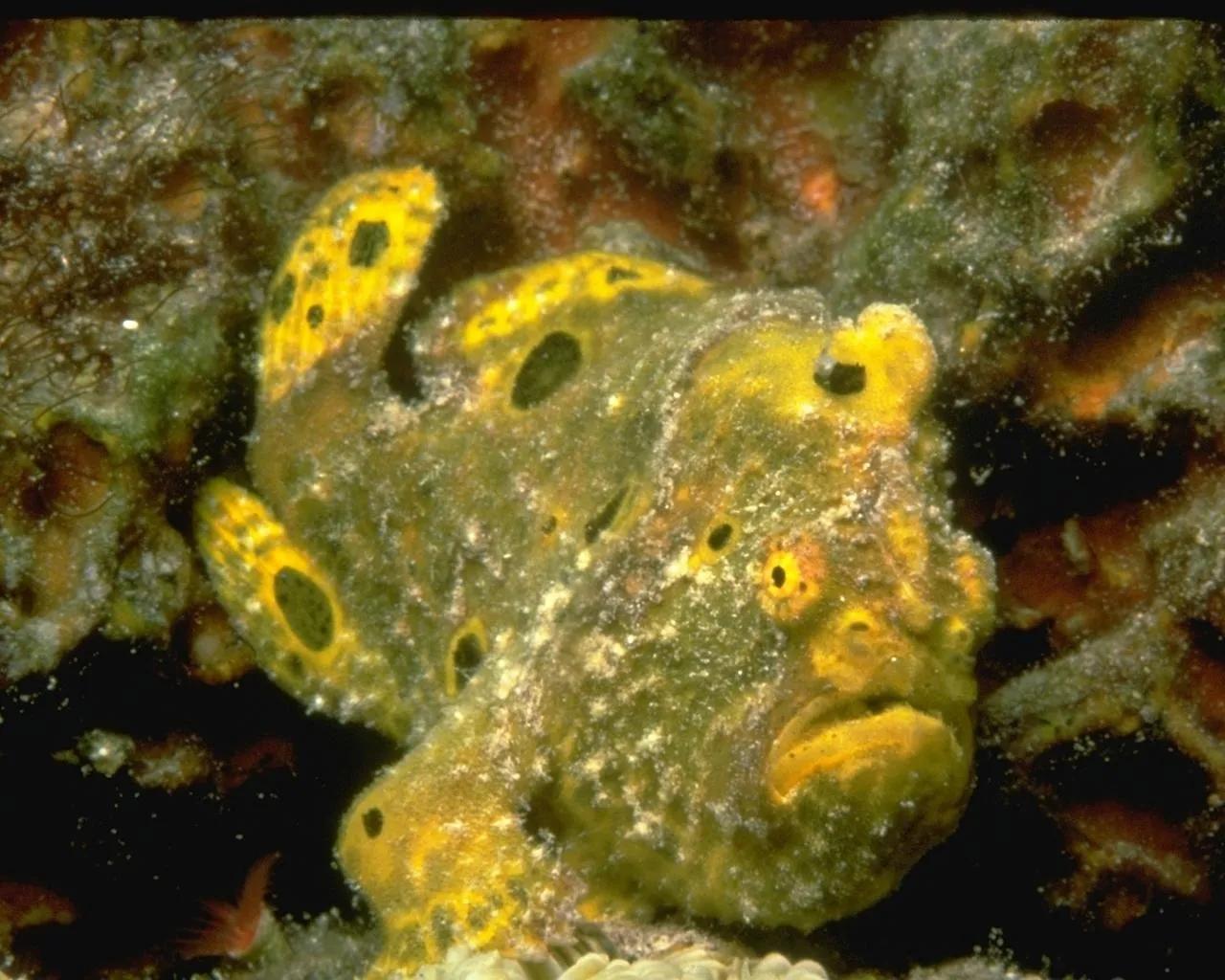 A yellow and green frogfish with black spots sits on a coral reef.
