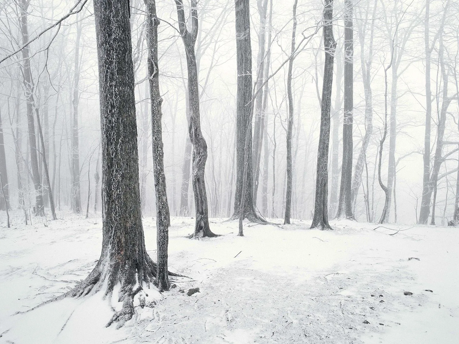 Tall bare trees in a dense forest covered in frost and snow with a snowy ground.