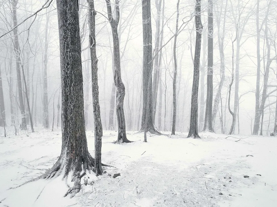 Tall bare trees in a dense forest covered in frost and snow with a snowy ground.