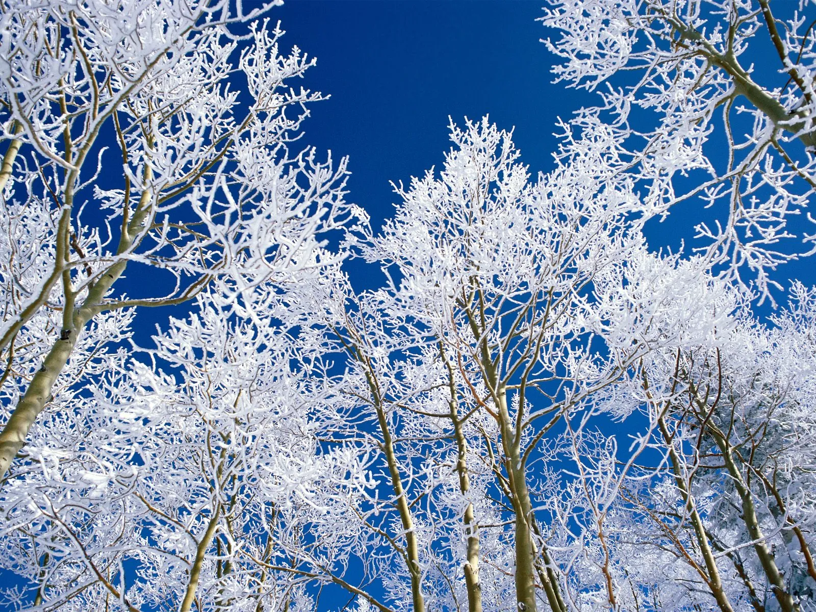 Looking up through snow-covered branches of aspen trees against a clear, deep blue sky.