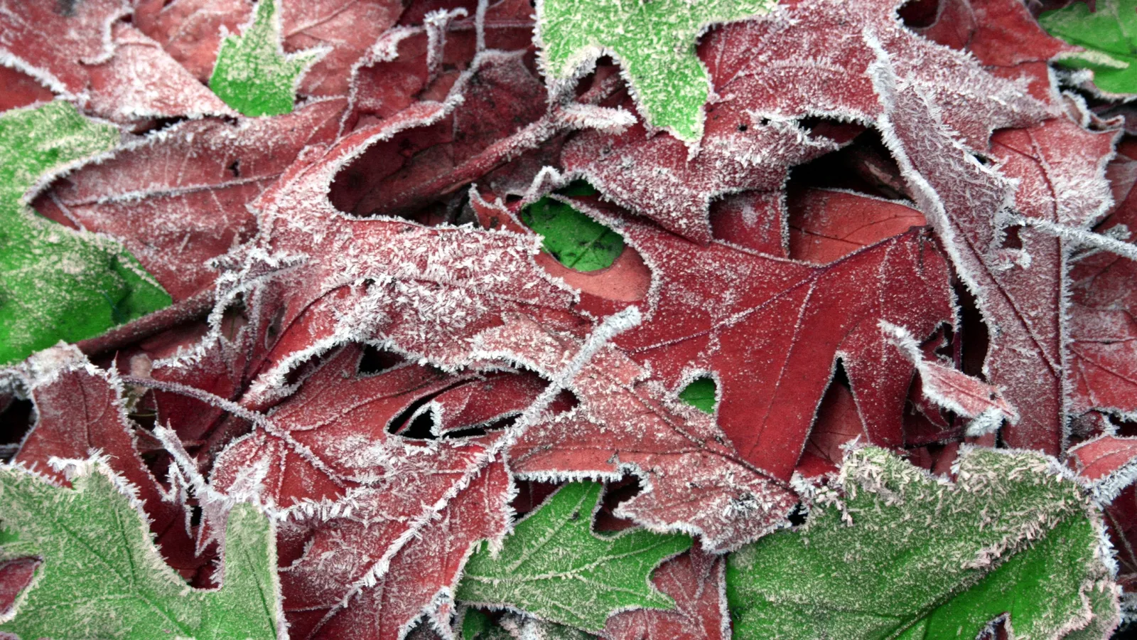 A close-up view of red and green autumn leaves covered in delicate frost crystals.