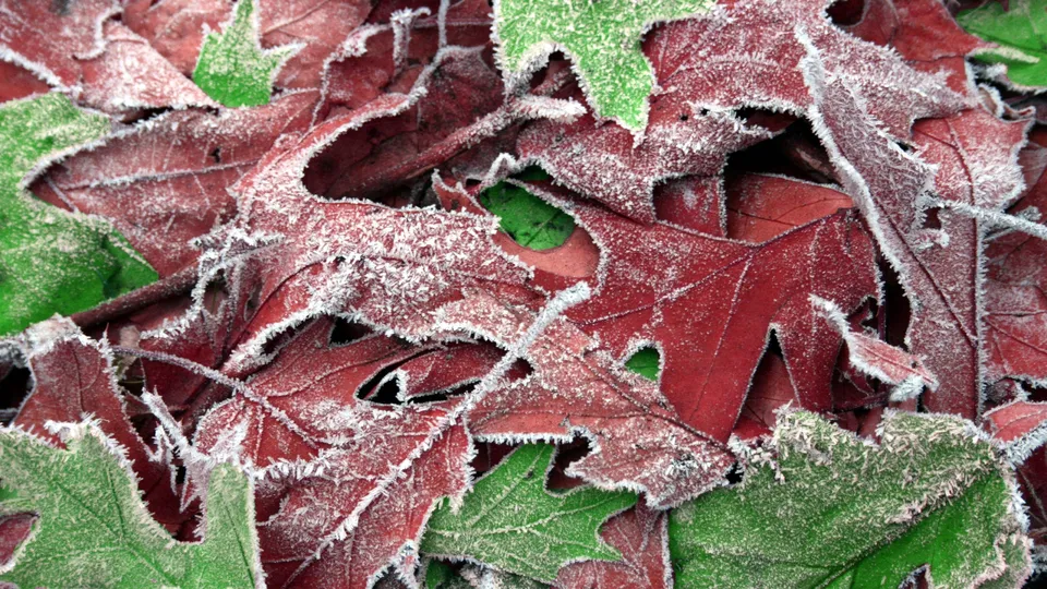 A close-up view of red and green autumn leaves covered in delicate frost crystals.