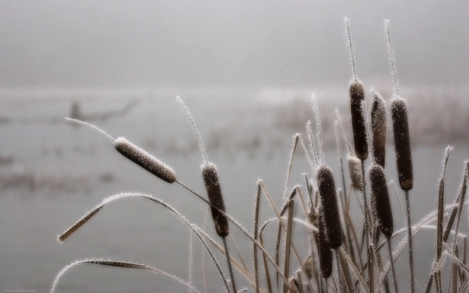 Close-up of brown cattails covered in frost, with a foggy background.