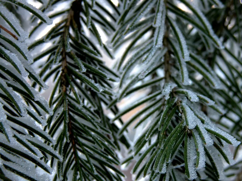Detailed view of frosted pine needles and ice on evergreen branches in winter.