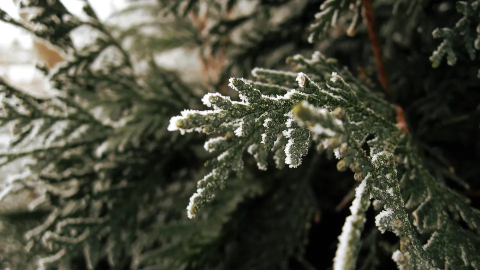 A close-up view of evergreen branches covered in frost.