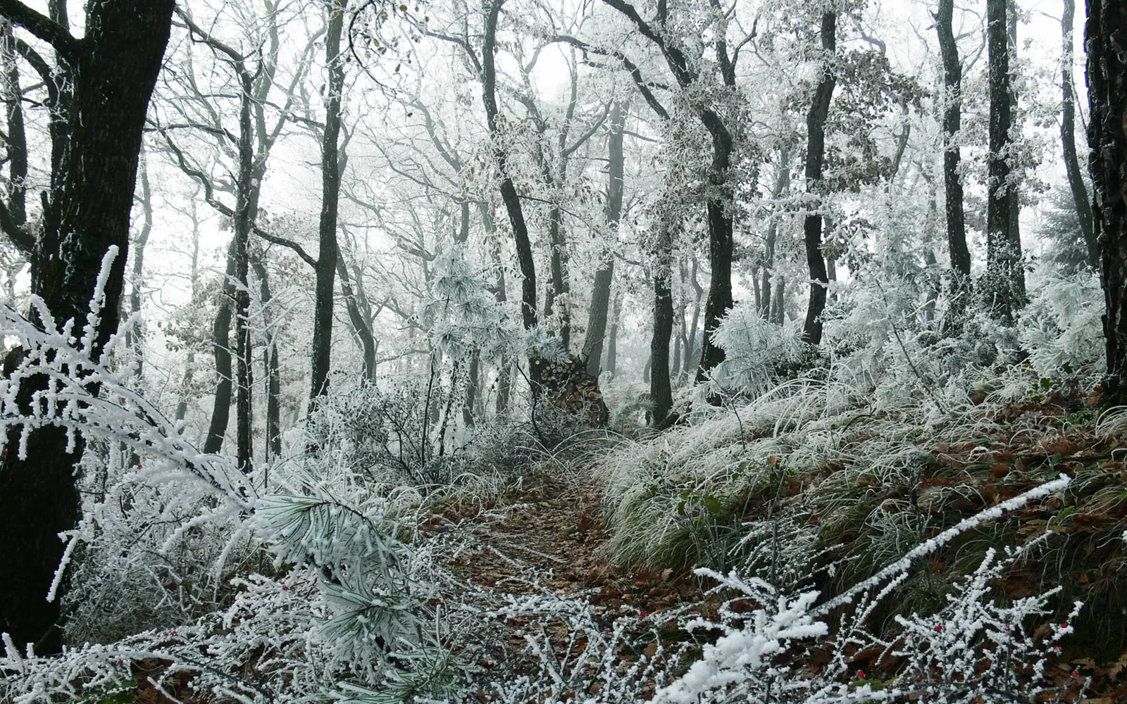 A narrow path winds through a forest covered in frost and ice.