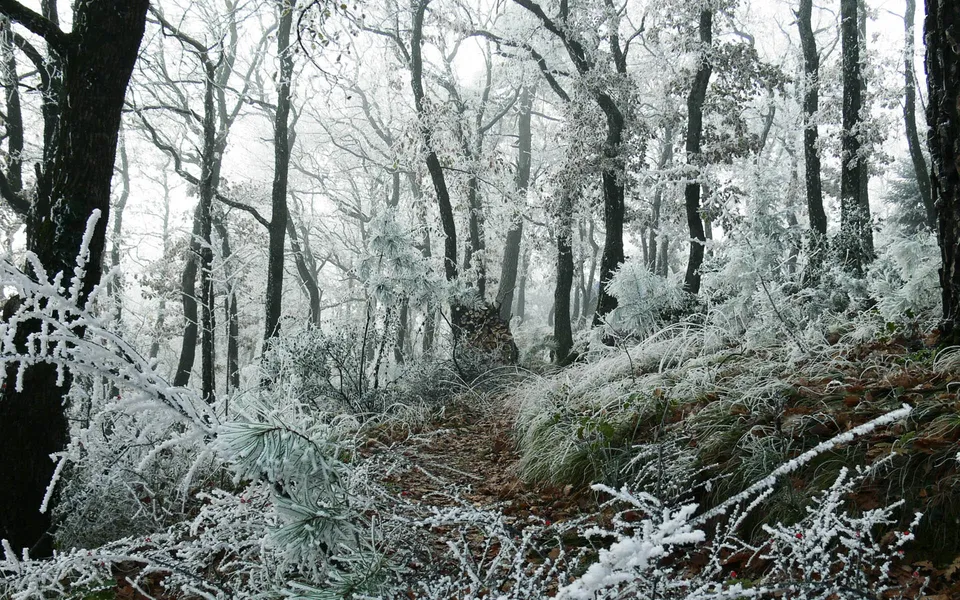 A narrow path winds through a forest covered in frost and ice.