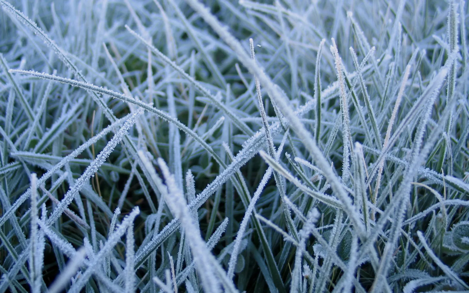 A close-up view of blades of grass covered in frost.