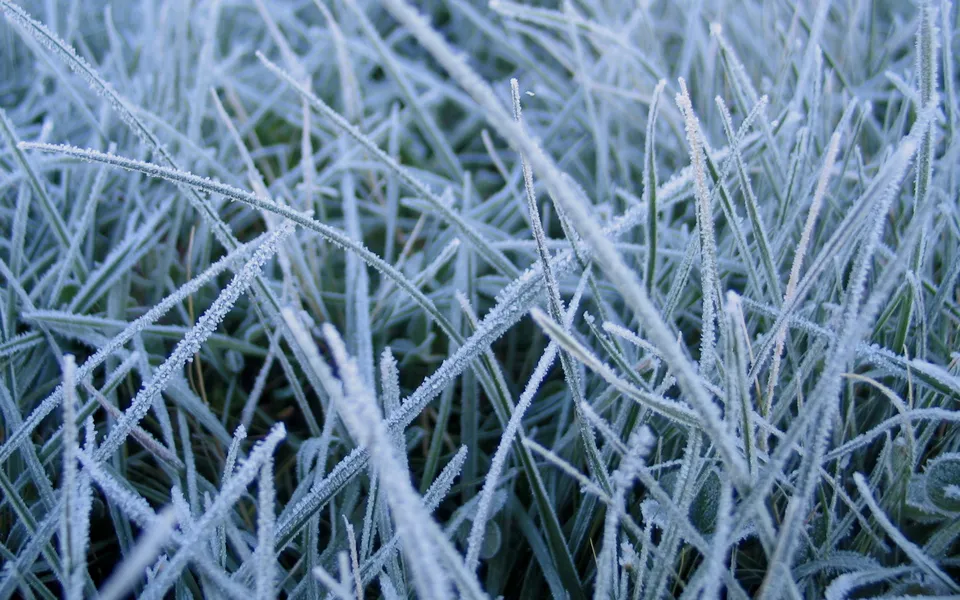 A close-up view of blades of grass covered in frost.