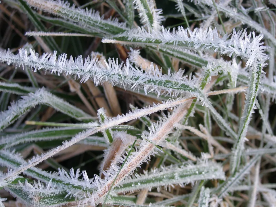Close-up of green grass blades covered in sharp, white frost crystals.