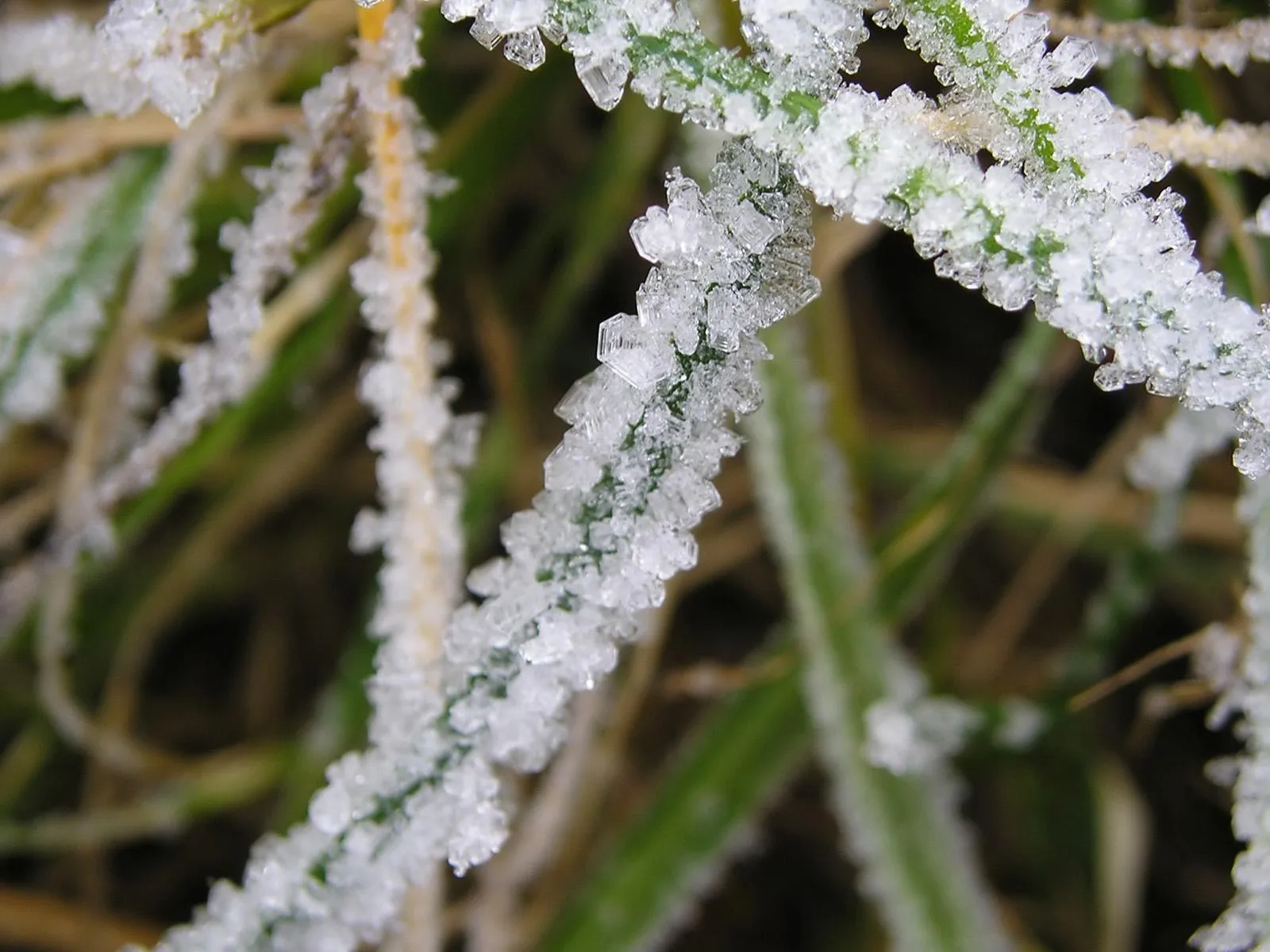 Close-up of grass blades covered in intricate frost crystals.