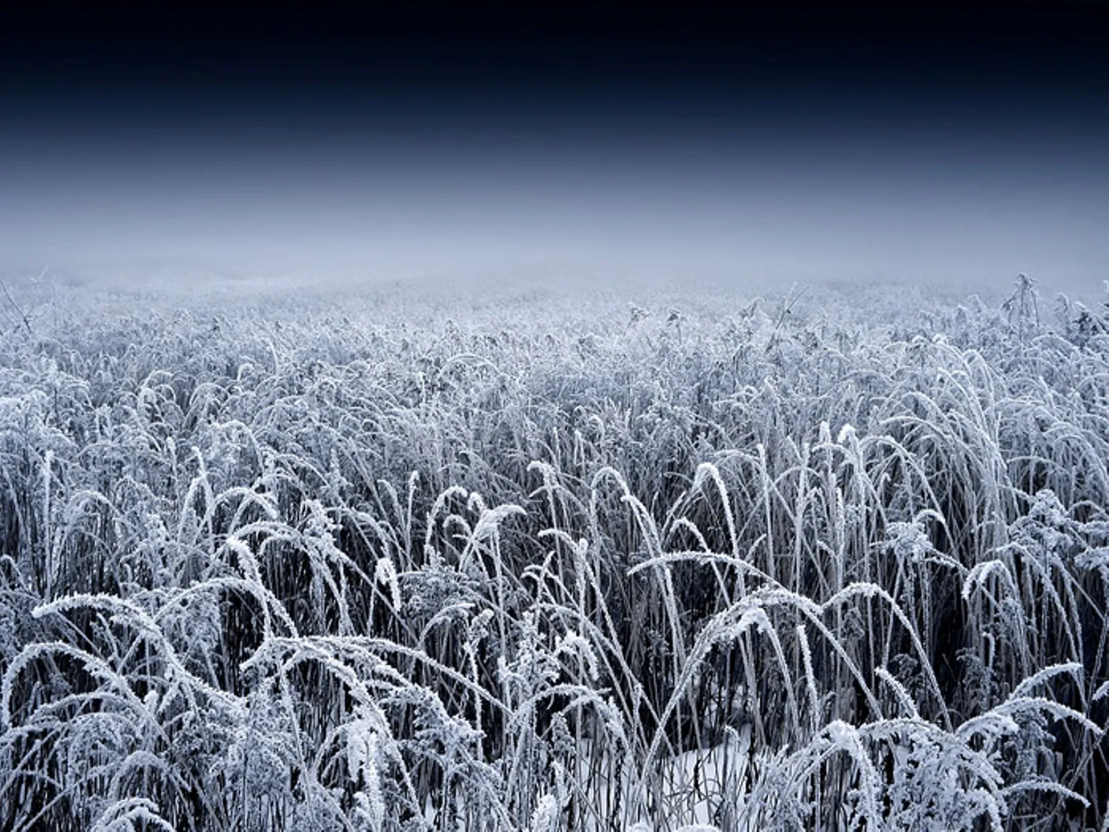 A field of tall grass covered in frost, with a dark, gradient sky above.