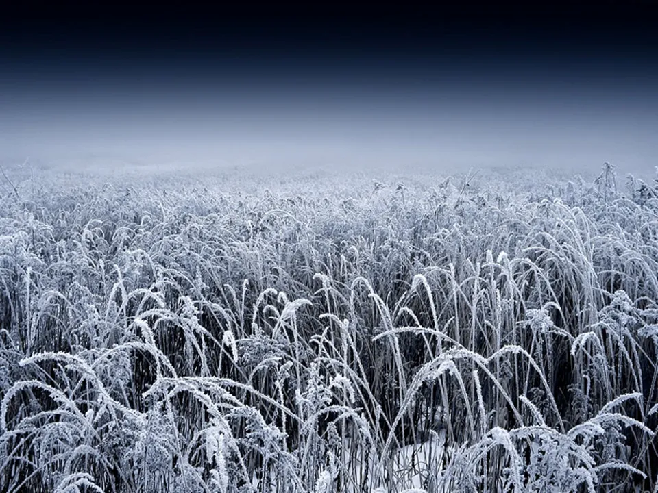 A field of tall grass covered in frost, with a dark, gradient sky above.