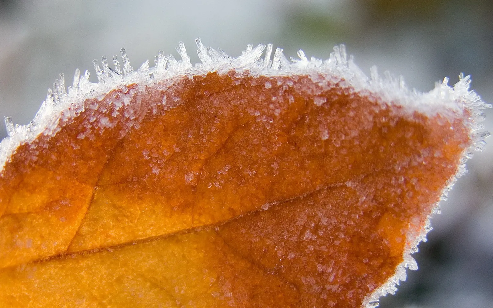 Close-up of an orange leaf with intricate ice crystals forming along its edge.