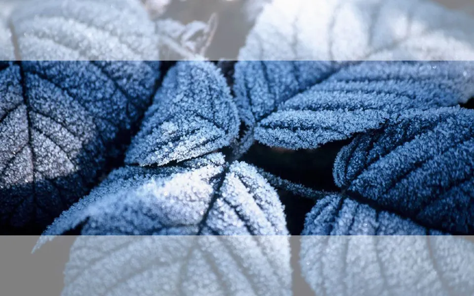 Close-up view of dark green leaves covered in sparkling frost, with sunlight highlighting the icy crystals.