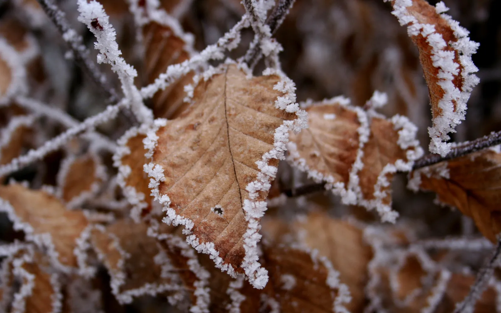 Close-up of dry brown autumn leaves with delicate frost crystals coating their edges and branches.