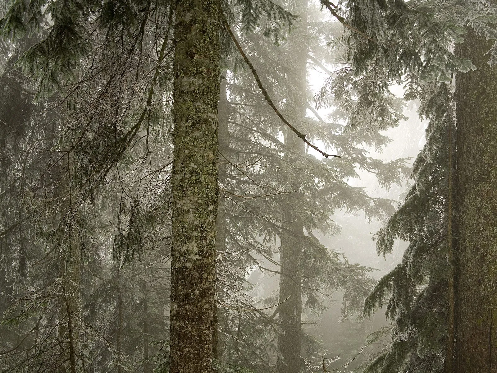 A dense forest with pine trees covered in frost and mist, creating a serene winter scene.