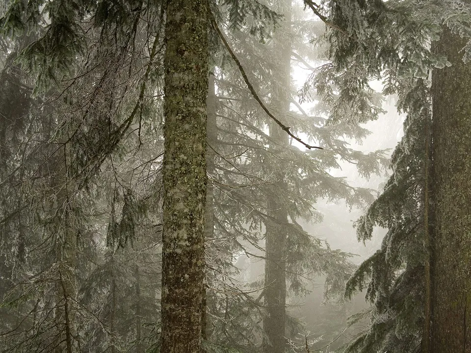 A dense forest with pine trees covered in frost and mist, creating a serene winter scene.