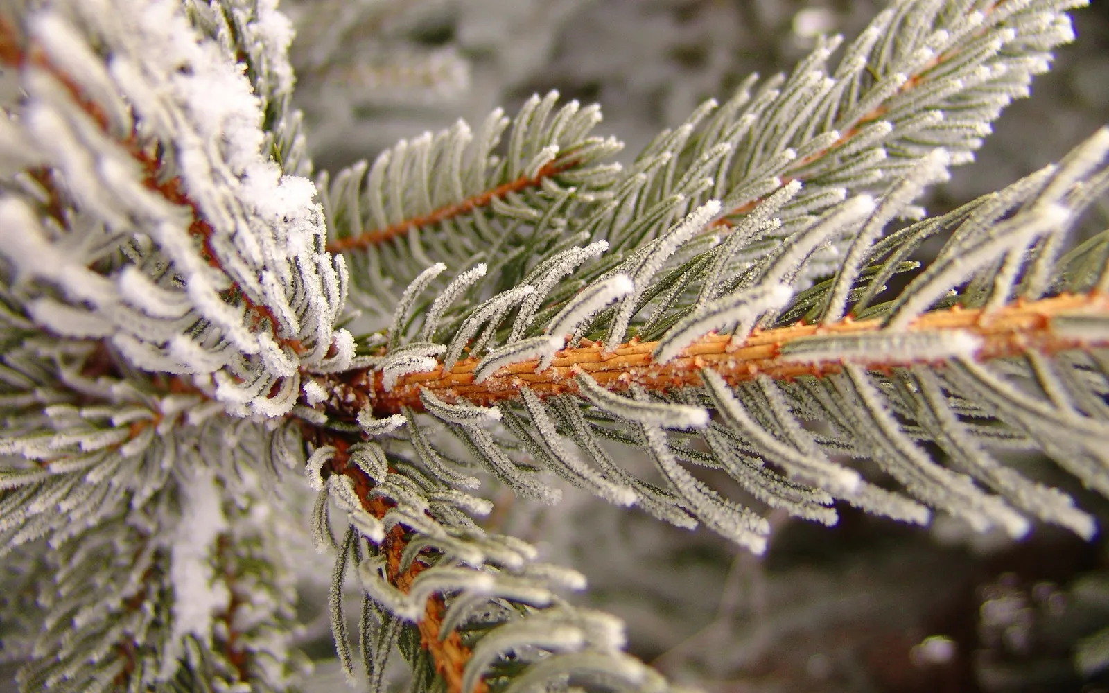Close up of frosted pine needles with a visible orange stem in winter.