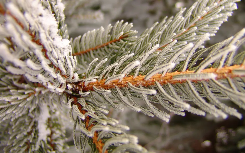 Close up of frosted pine needles with a visible orange stem in winter.