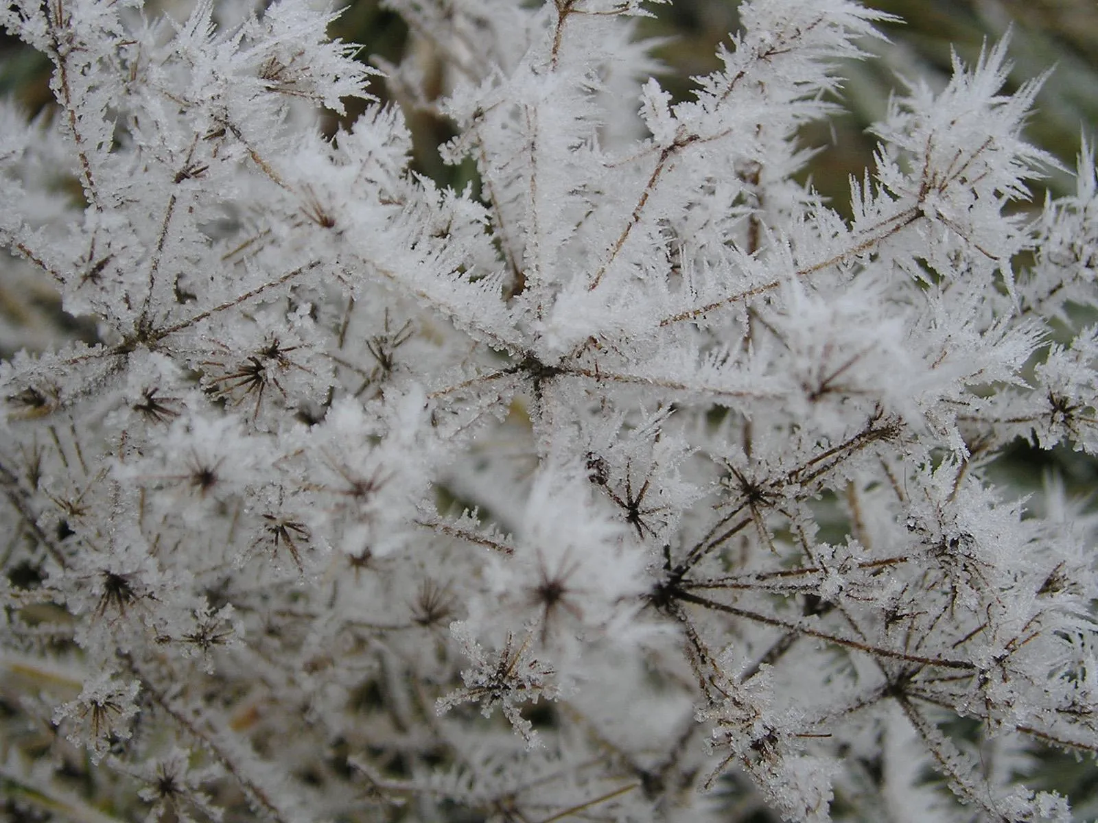 Close-up of dried plant stems covered in intricate frost crystals.