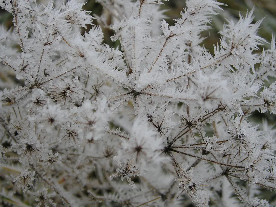 Close-up of dried plant stems covered in intricate frost crystals.