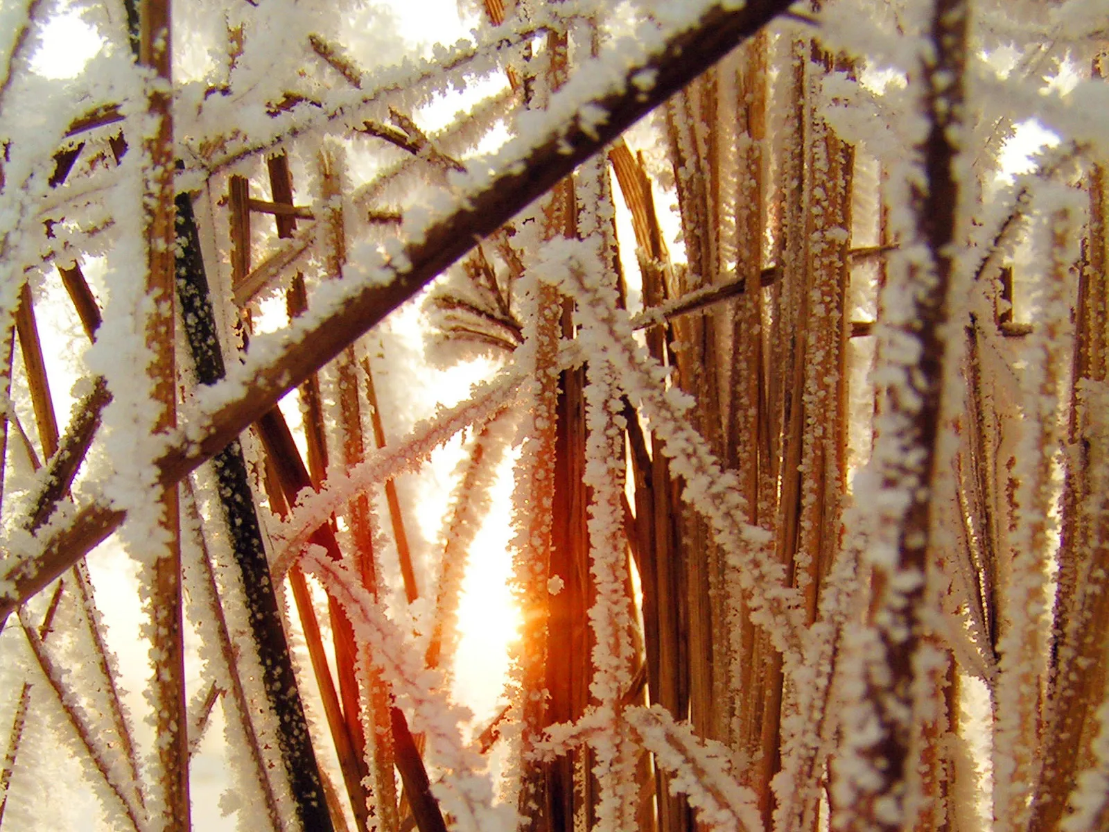Close-up of reeds covered in frost, with sunlight shining through the stalks.